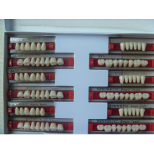 Kleine Typ Acryl Zähne für Indien Markt